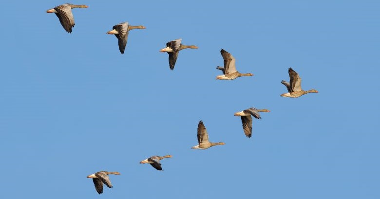 The Alignment Advantage: How Learning Teams Can Drive Strategic Value